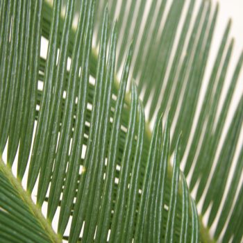 Palmzweige-frisches-Grün